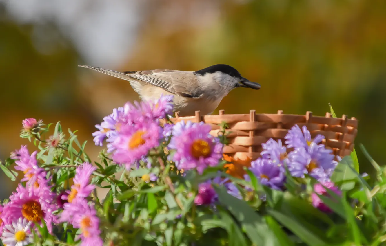 Photo wallpaper autumn, nature, bird, tit, tit