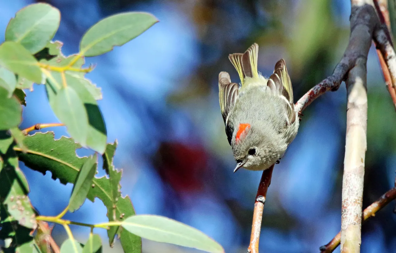 Photo wallpaper leaves, branches, nature, bird, Wren