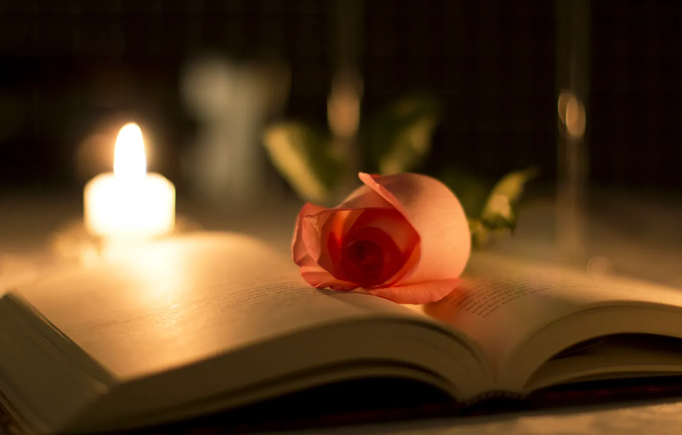 Photo wallpaper macro, light, flowers, glare, roses, blur, candles, petals