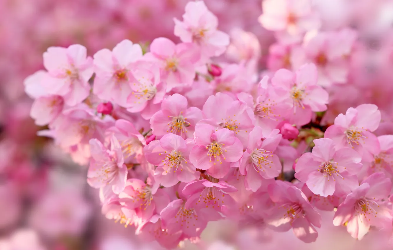 Photo wallpaper macro, cherry, branch, spring, Sakura, flowering, flowers