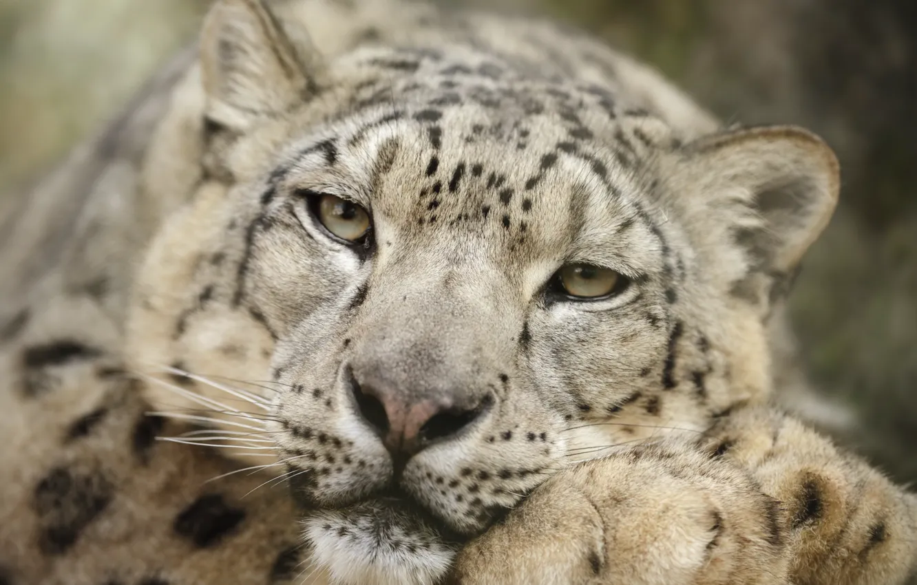 Photo wallpaper snow leopard, head, feline