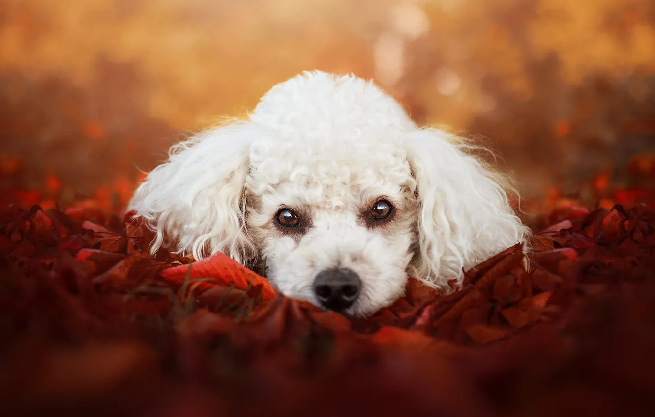 Photo wallpaper autumn, look, leaves, portrait, dog, puppy, face, poodle