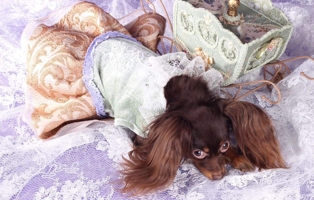 Photo wallpaper look, pose, dog, dress, rhinestones, costume, bed, lies