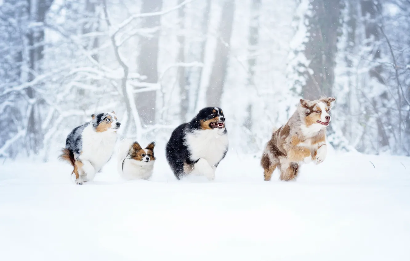 Photo wallpaper winter, forest, dogs, snow, walk, the race, Quartet, D'artagnan and the three Musketeers