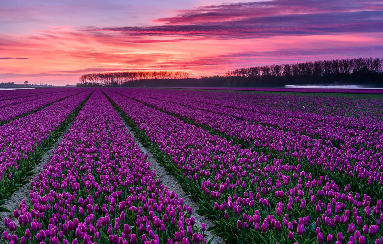 Photo wallpaper field, trees, sunset, flowers, bright, spring, the evening, tulips