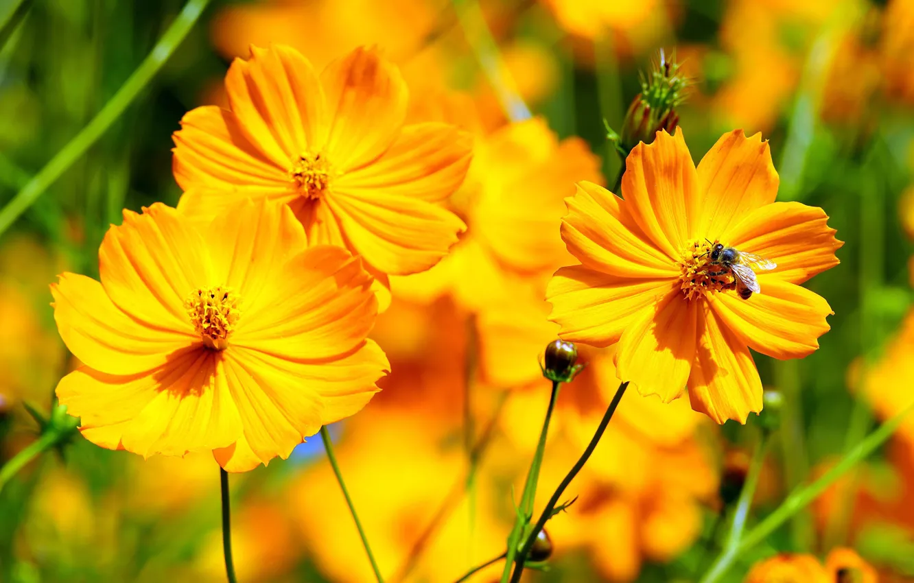 Photo wallpaper flowers, orange, yellow, bee, bright, spring, garden, bokeh