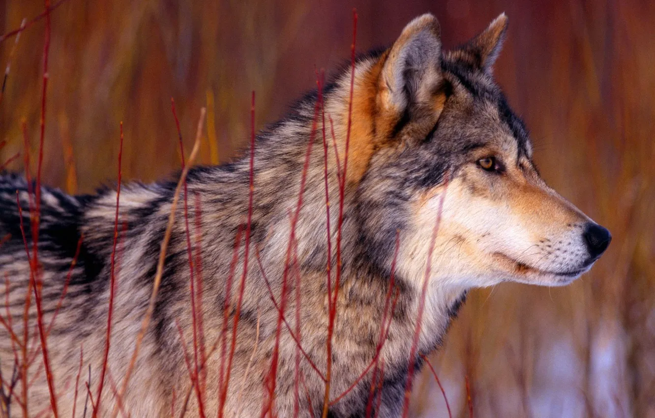 Photo wallpaper face, wolf, wool, profile