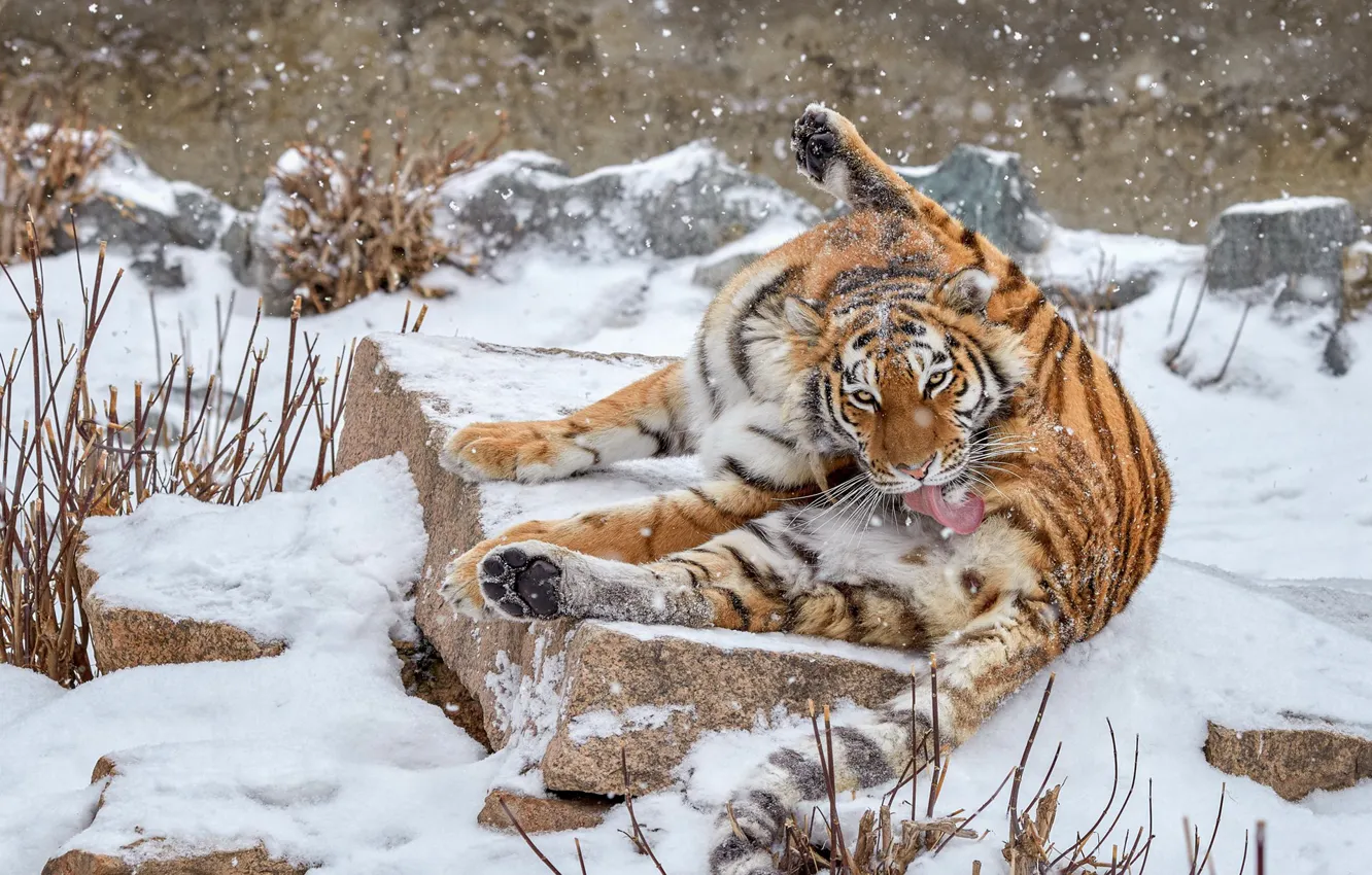 Photo wallpaper winter, language, look, face, snow, branches, tiger, pose