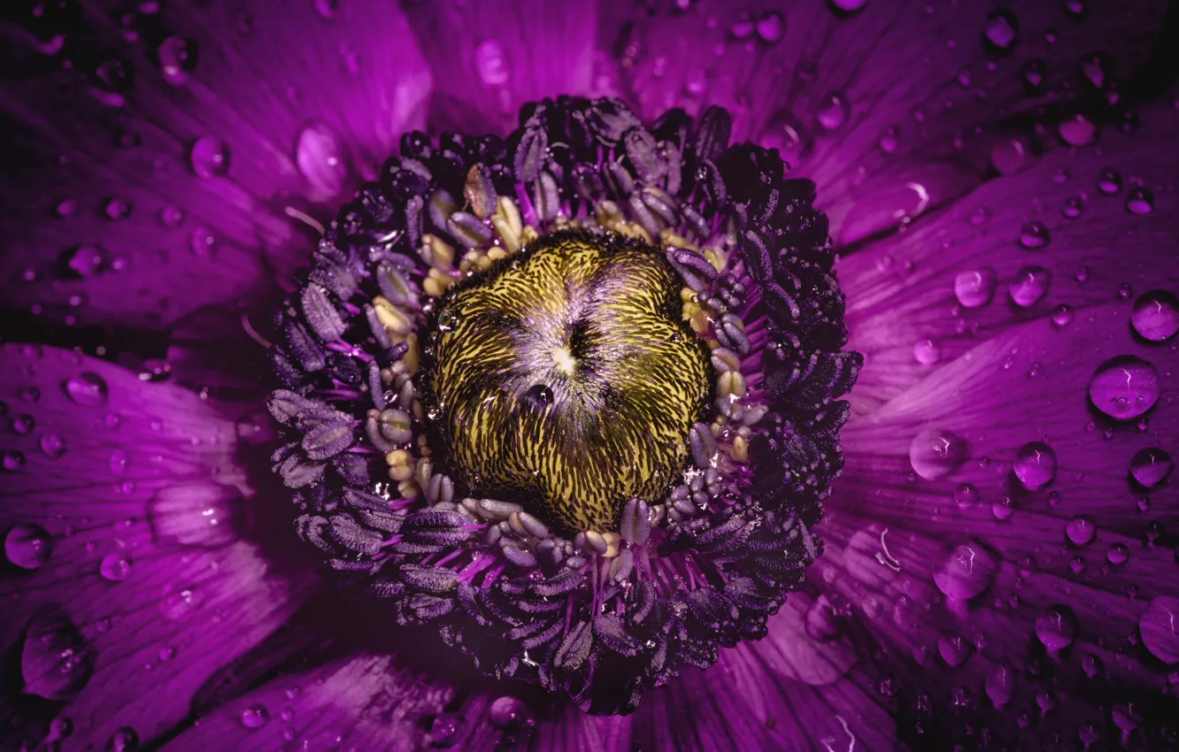 Photo wallpaper flower, purple, petals, anemone