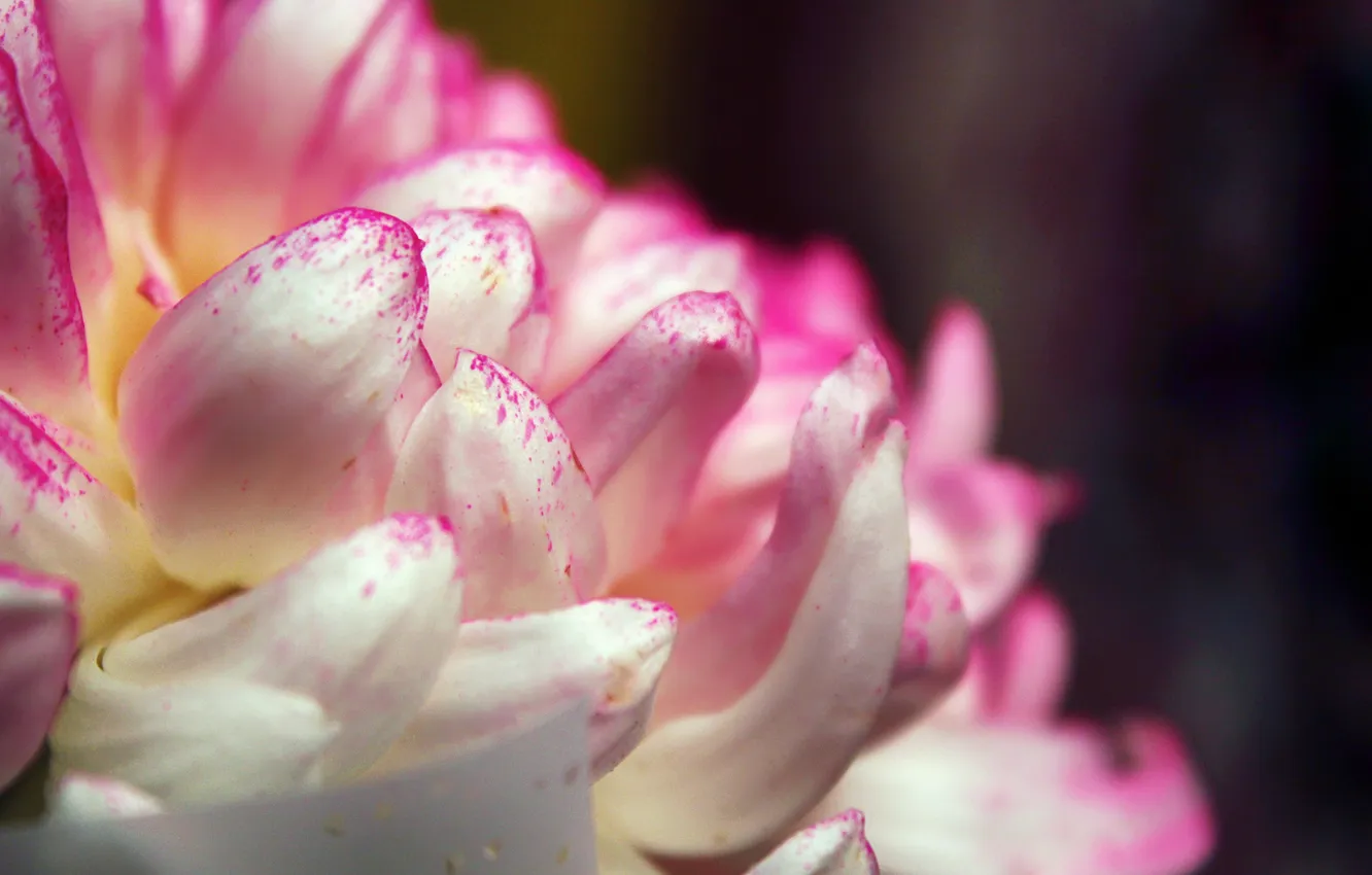Photo wallpaper white, macro, flowers, pink