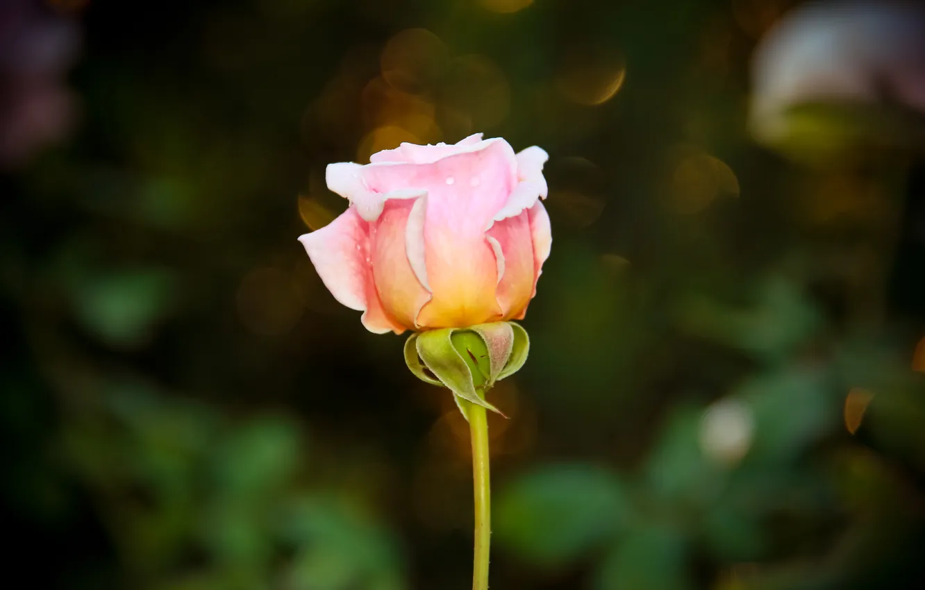 Photo wallpaper greens, flowers, roses, stem, bokeh