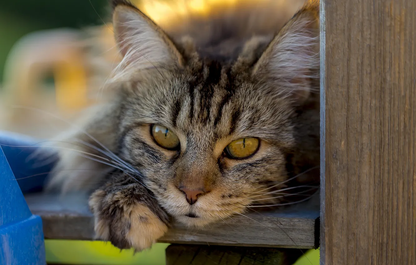 Photo wallpaper cat, eyes, cat, look, Koshak