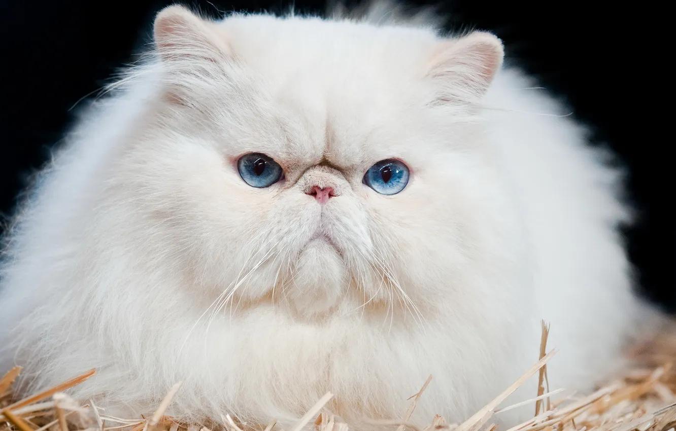 Photo wallpaper cat, look, background