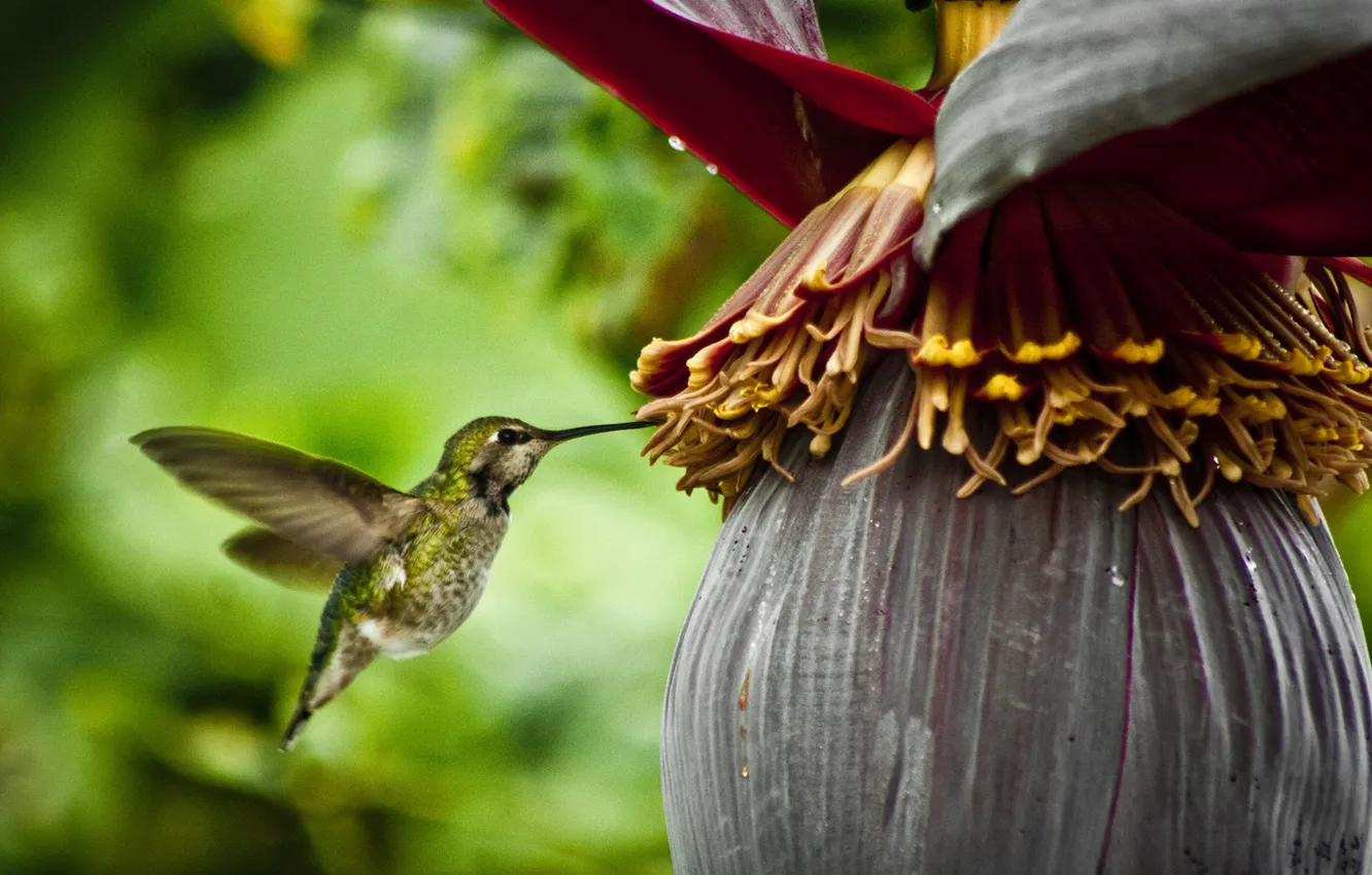 Photo wallpaper flowers, Hummingbird, fruit, spring nectar