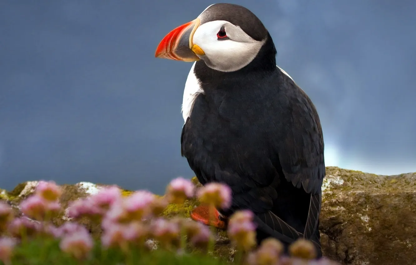 Photo wallpaper bird, stalled, Atlantic puffin