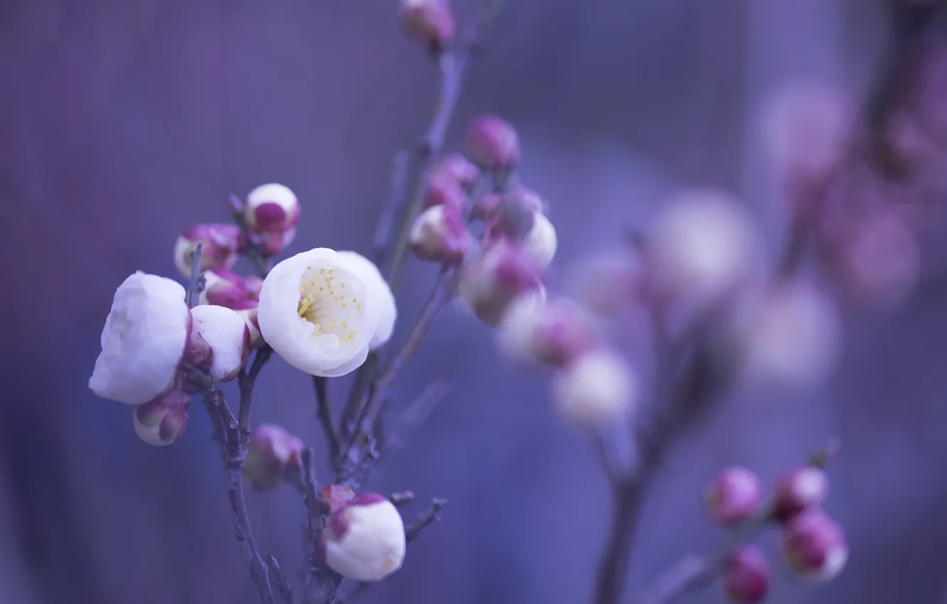 Photo wallpaper macro, flowers, sprig, background, petals, blur, pink, white