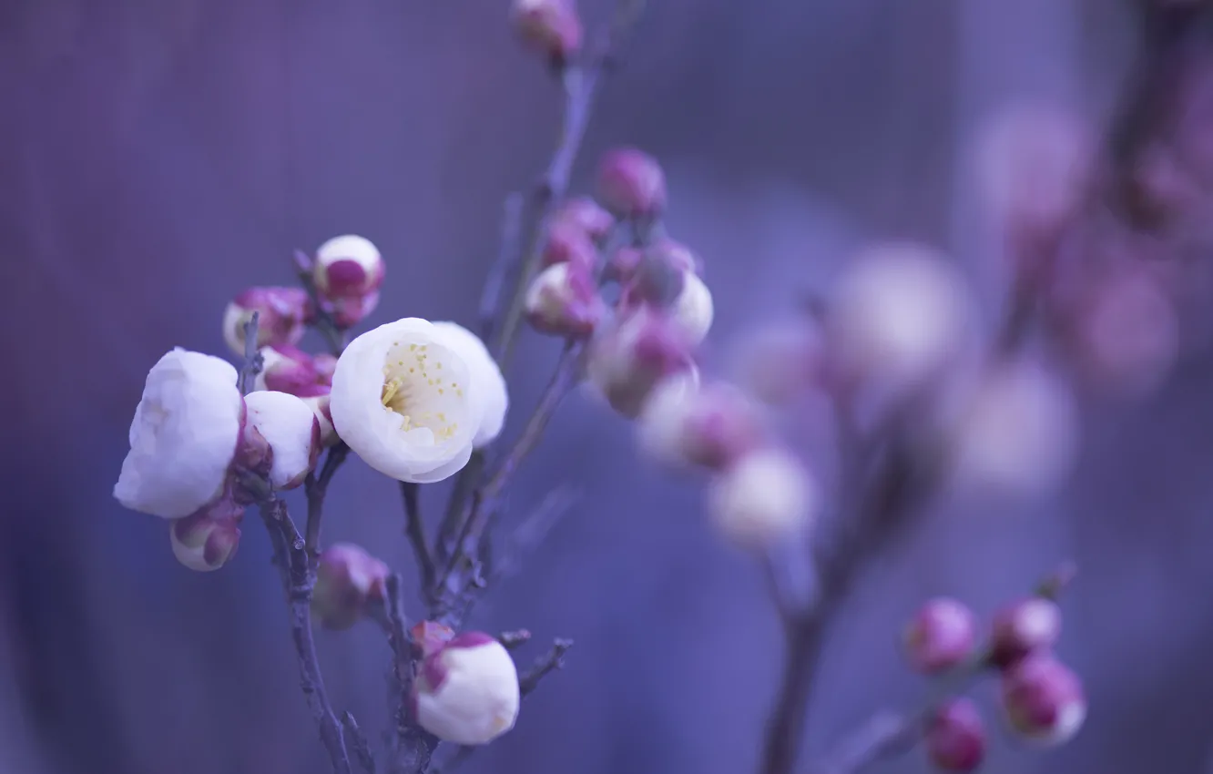 Photo wallpaper macro, flowers, background, lilac, petals, blur, pink, White