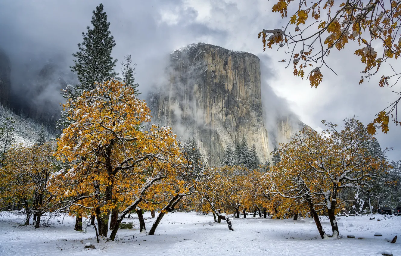 Photo wallpaper snow, Black Oak Soaked, El Capitan Meadow