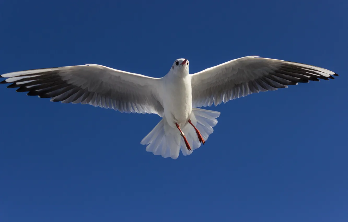 Photo wallpaper bird, Seagull, large, beautiful
