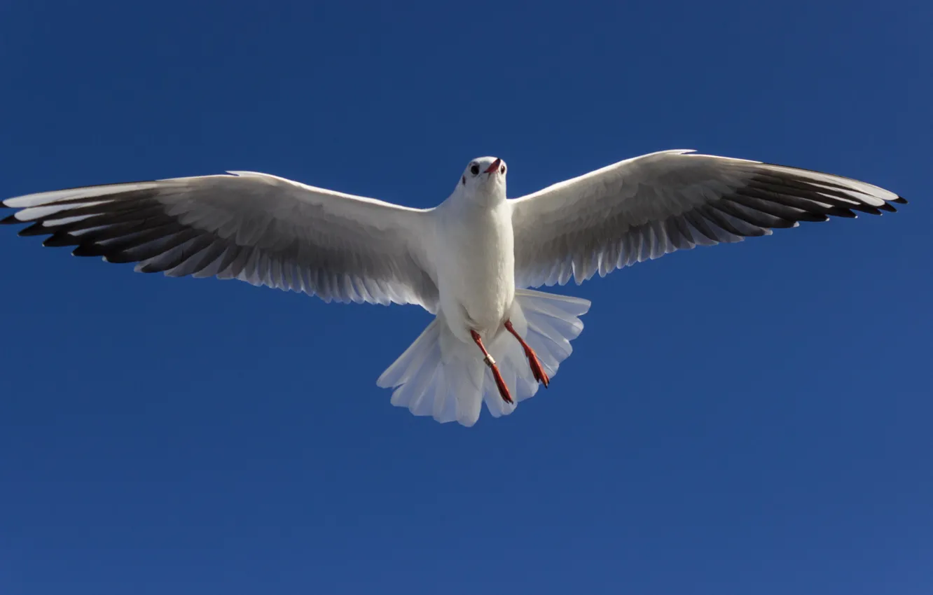Photo wallpaper bird, seagulls, large, beautiful