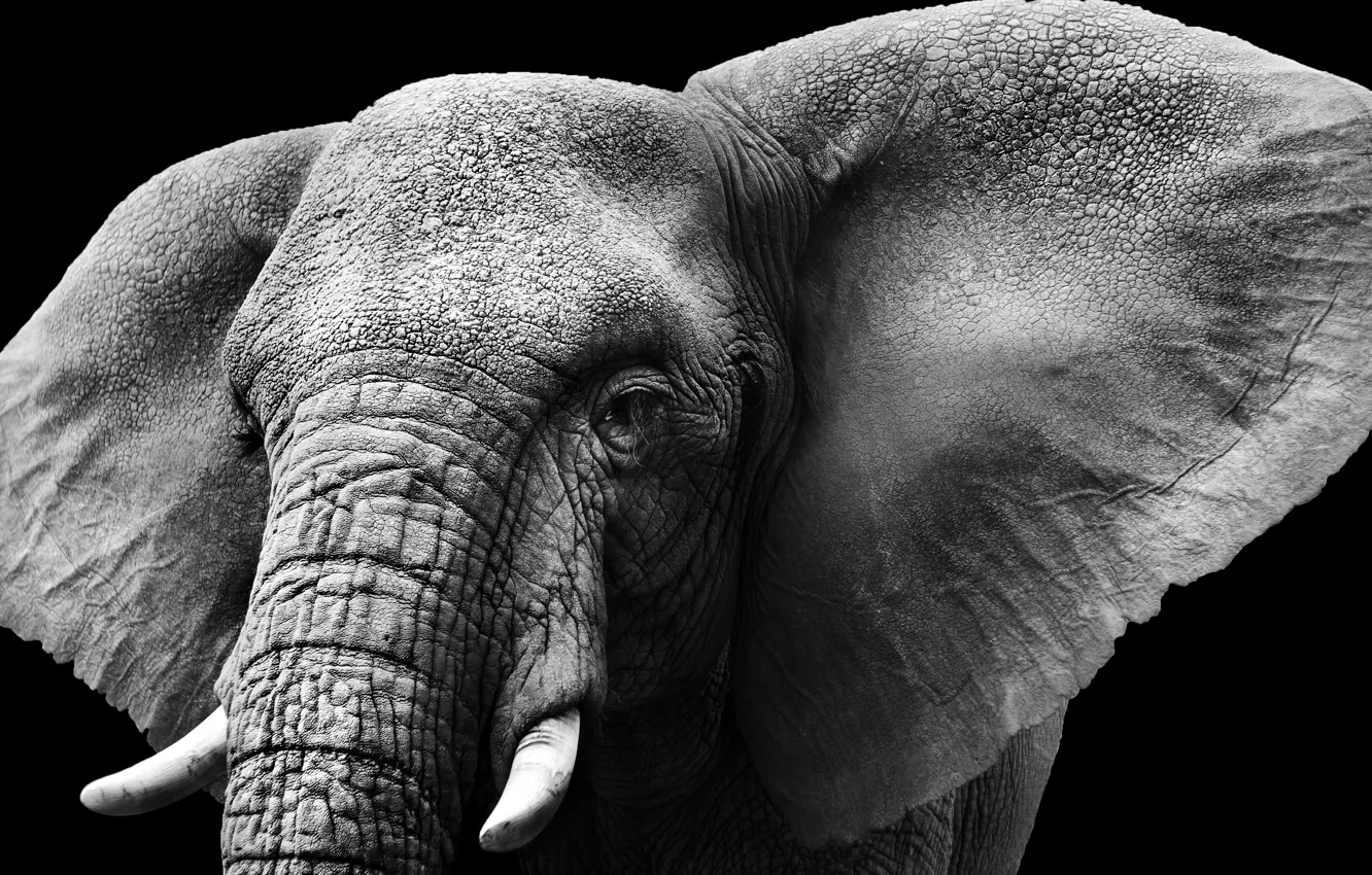 Photo wallpaper elephant, ears, ivory, Tusks