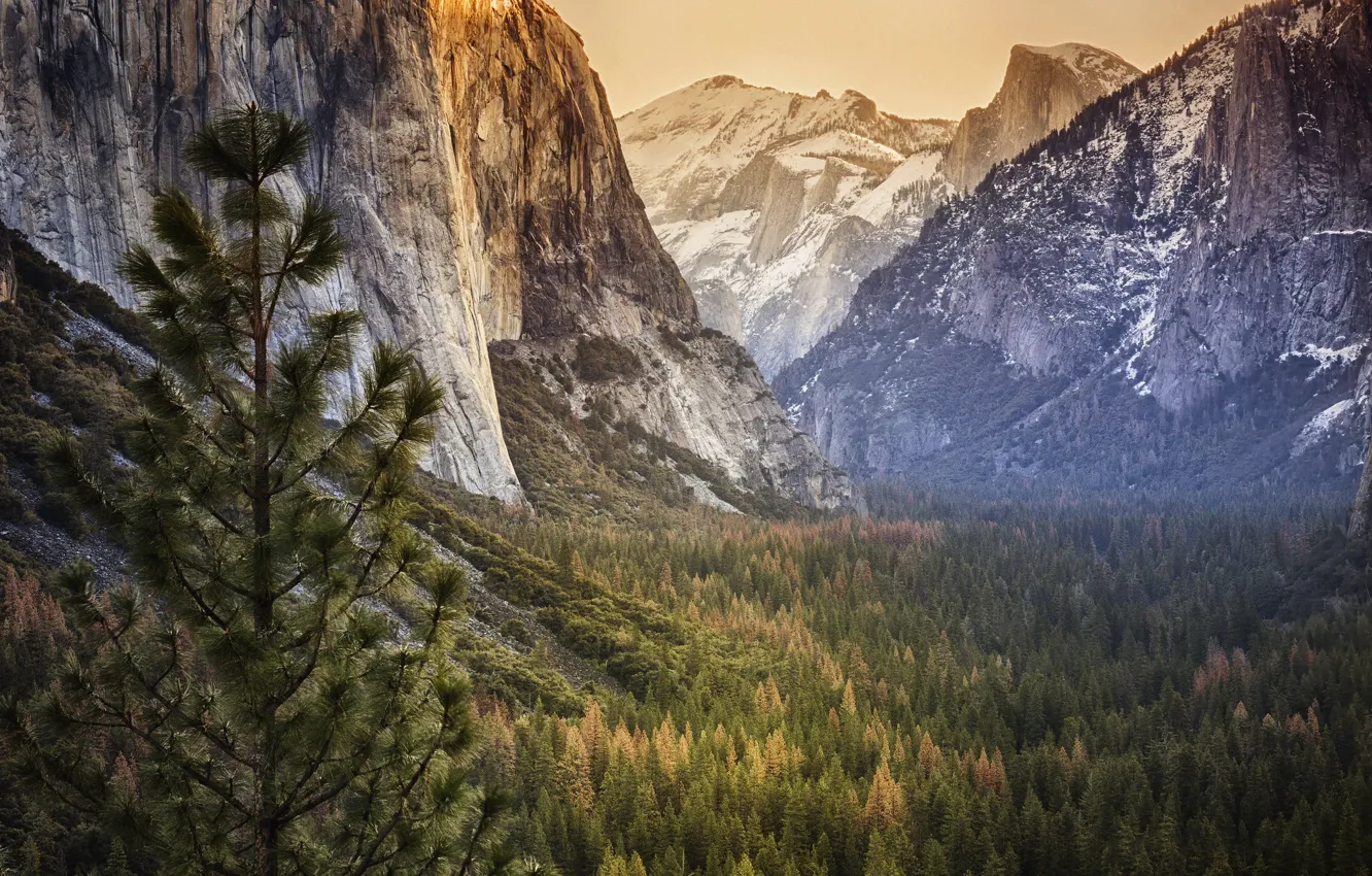 Photo wallpaper forest, mountains, rocks, Yosemite