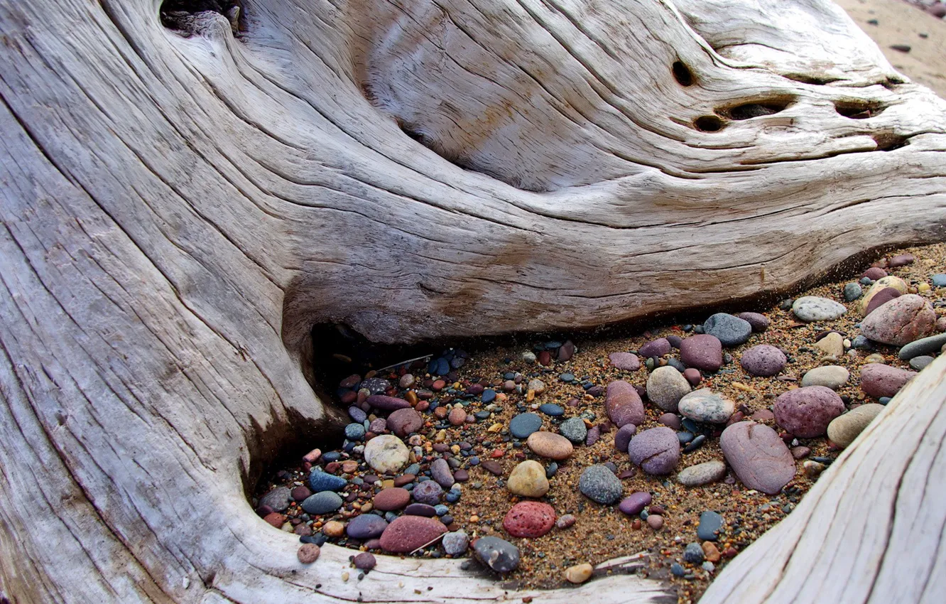 Photo wallpaper sand, trees, stones