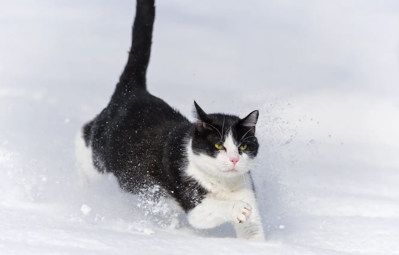 Photo wallpaper winter, cat, cat, snow, the snow, runs, ©Tambako The Jaguar