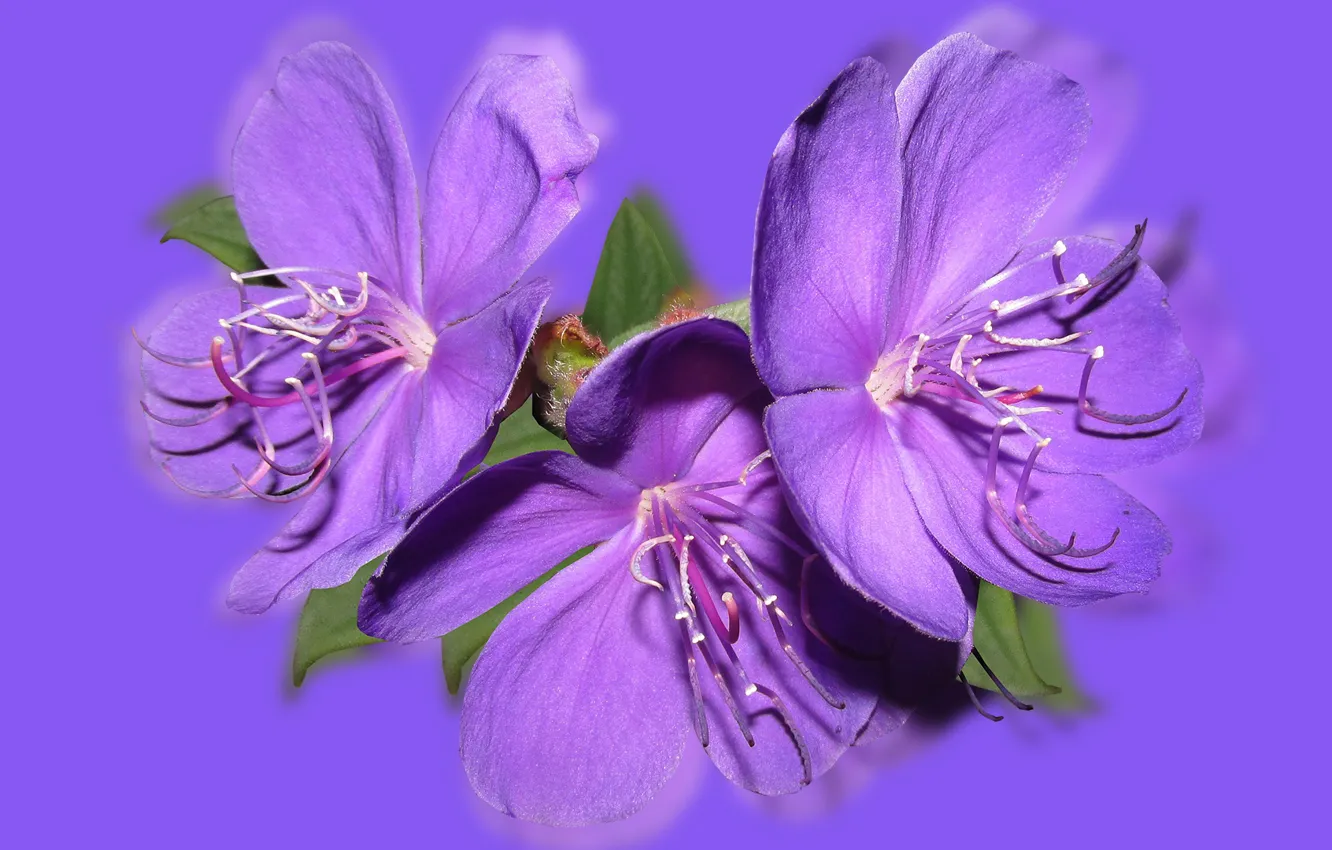 Photo wallpaper Purple, Reflection, Flower