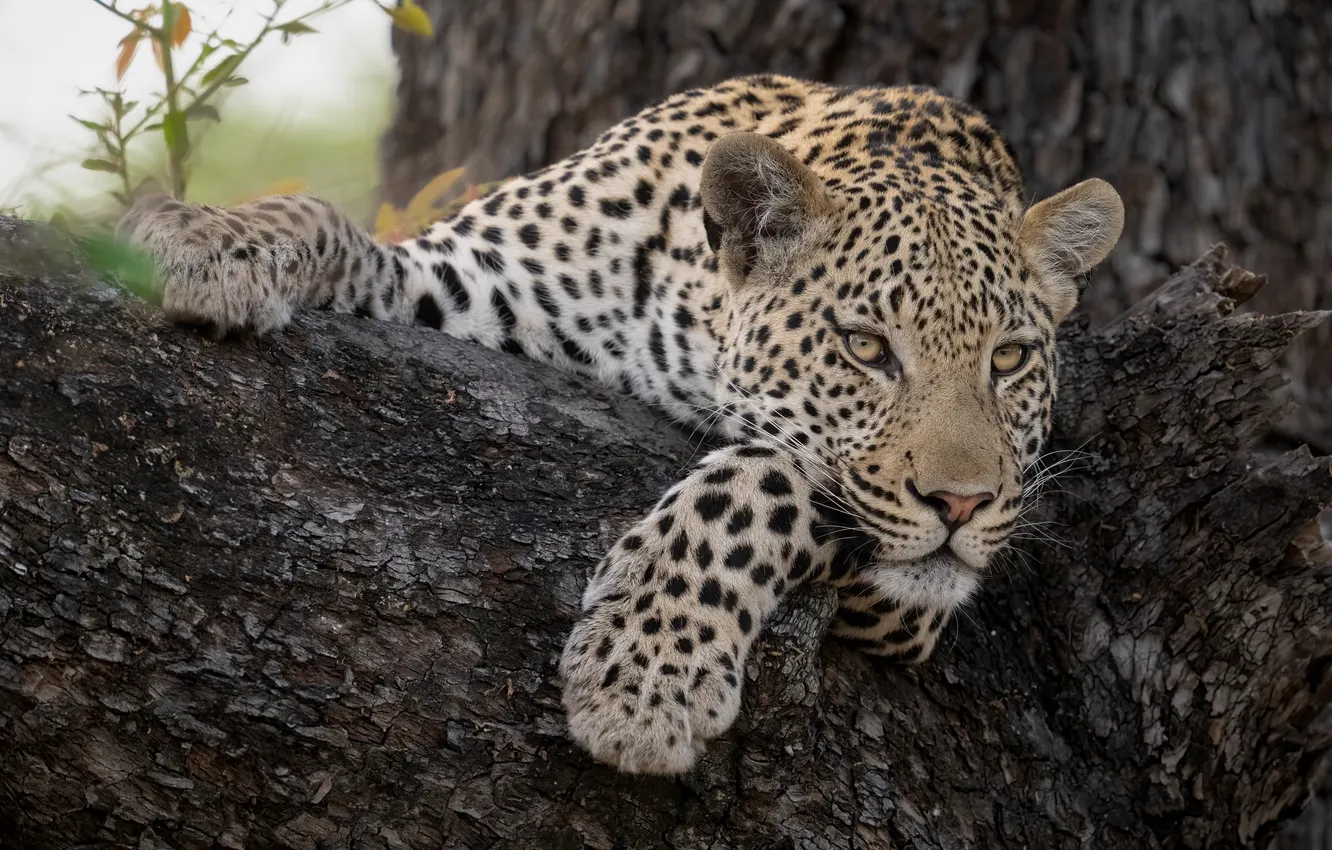 Photo wallpaper face, stay, paws, leopard, wild cat, on the tree