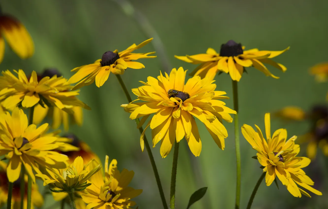 Photo wallpaper flowers, bee, rudbeckia, summer mood
