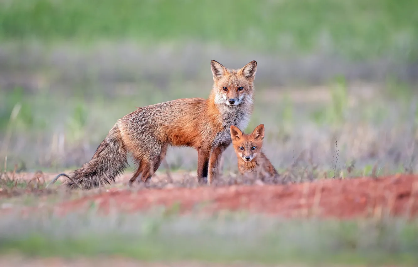 Photo wallpaper field, Fox, Fox, a couple, mom, bokeh, Fox, two foxes