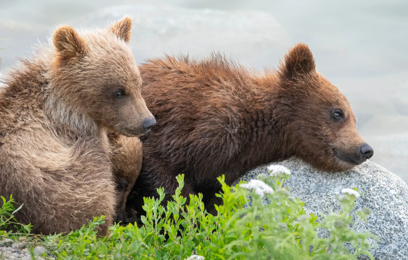 Photo wallpaper bear, bear, bear, a couple