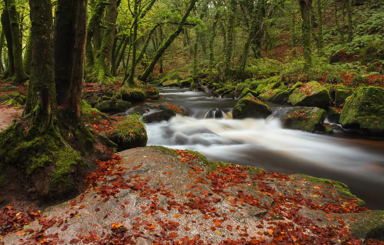 Photo wallpaper greens, autumn, forest, trees, branches, stream, stones, shore
