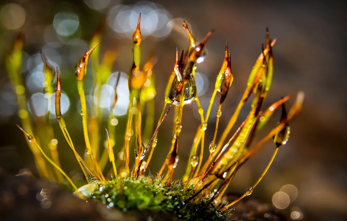 Photo wallpaper grass, drops, light, nature, moss, a blade of grass, bokeh