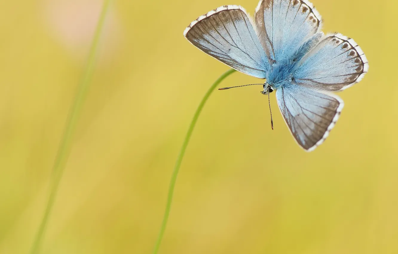 Photo wallpaper yellow, background, blue, butterfly, a blade of grass