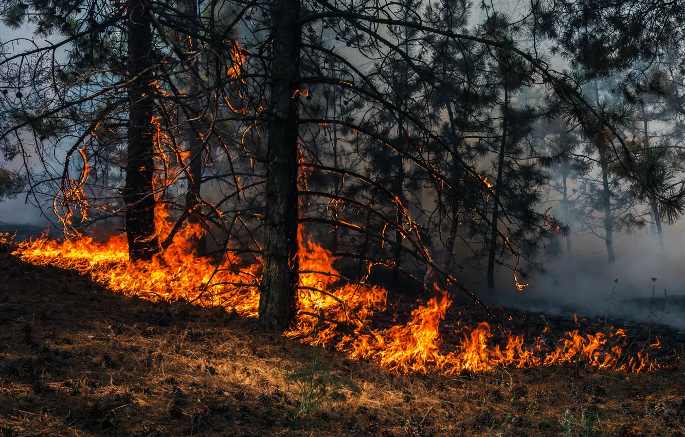 Photo wallpaper fire, trees, smoke, forest fire