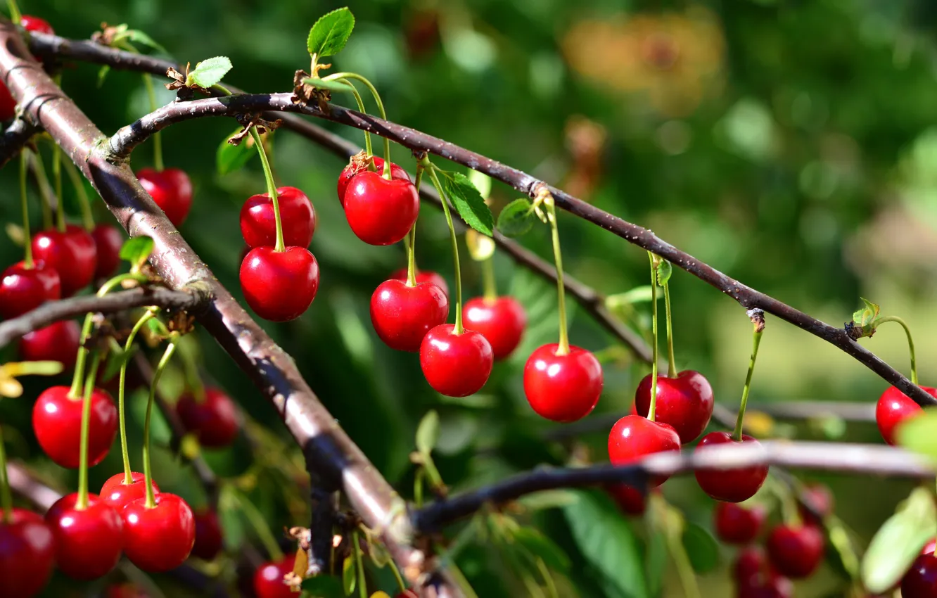 Photo wallpaper branches, cherry, berries, foliage, cherry