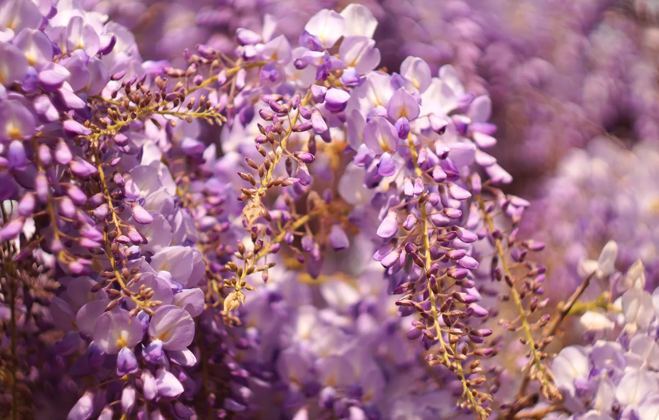 Photo wallpaper flowers, blur, spring, flowering, inflorescence, lilac, bokeh, Wisteria
