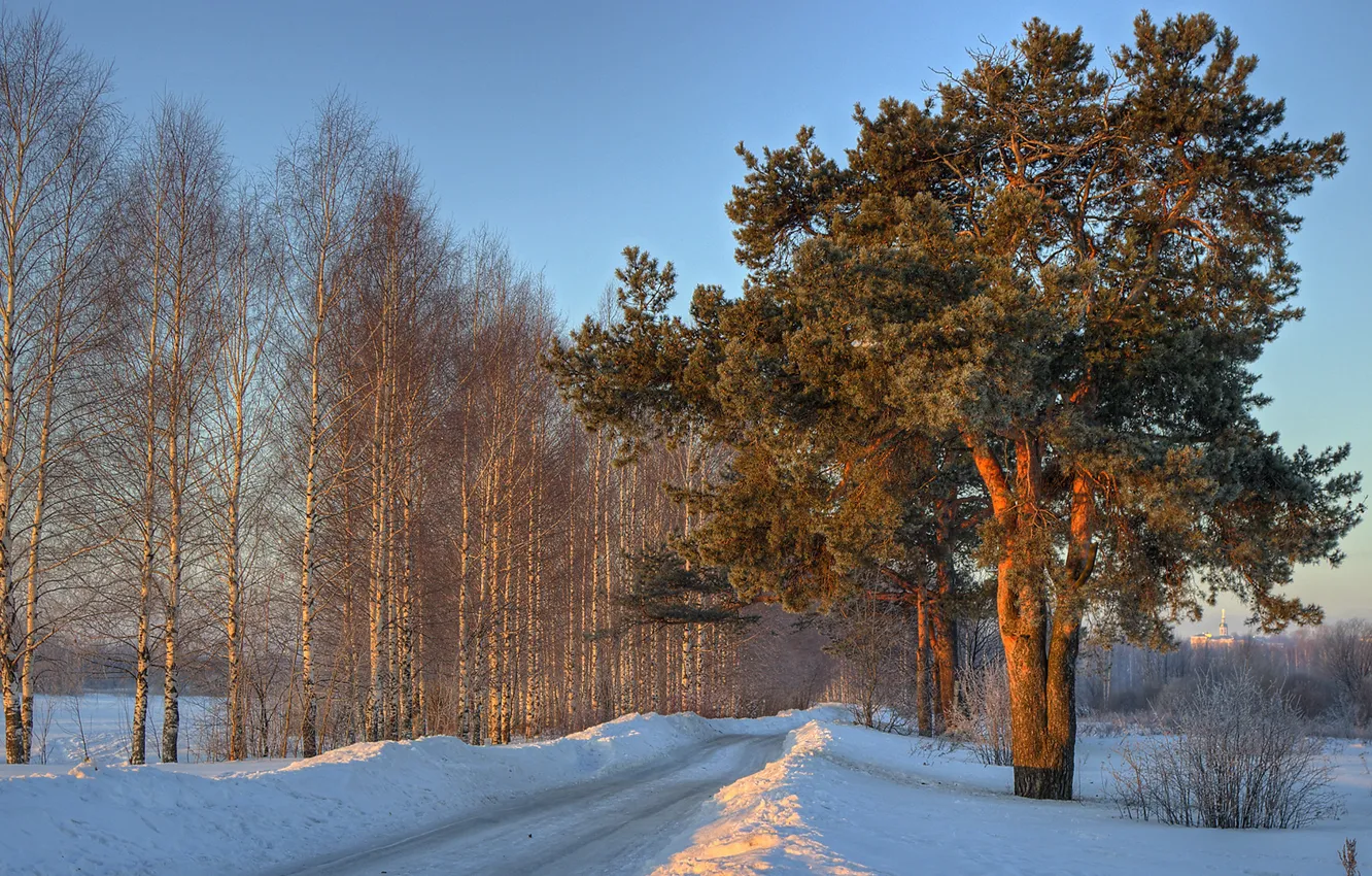 Photo wallpaper winter, road, snow, trees, birch, the snow, pine