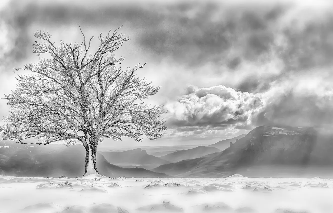 Photo wallpaper snow, mountains, fog, tree