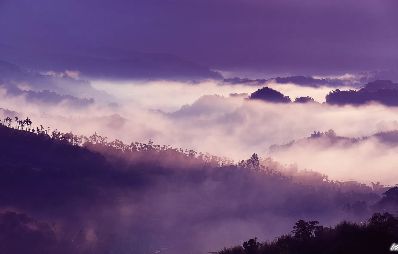 Photo wallpaper trees, fog, hills, view