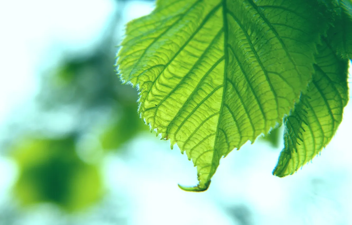 Photo wallpaper leaves, leaf, sheets