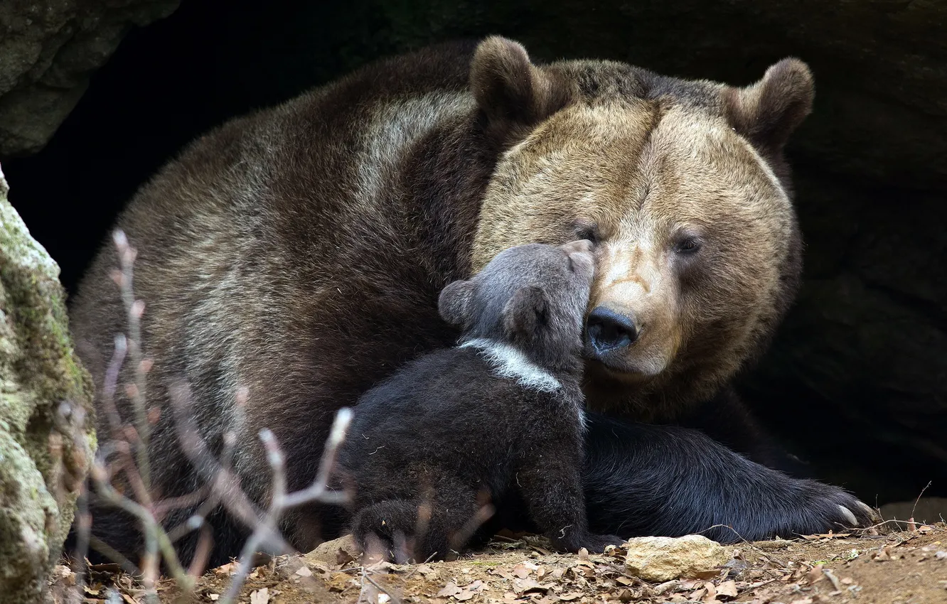 Photo wallpaper nature, background, bear