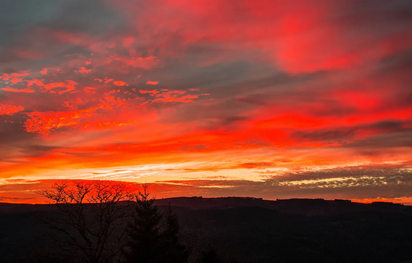 Photo wallpaper the sky, clouds, trees, sunset, horizon, glow