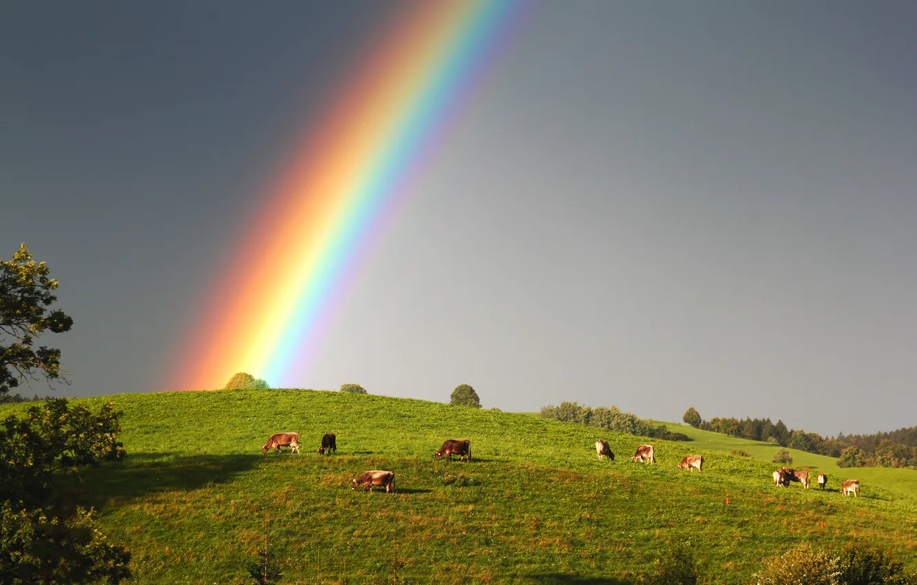 Photo wallpaper the sky, rainbow, cows
