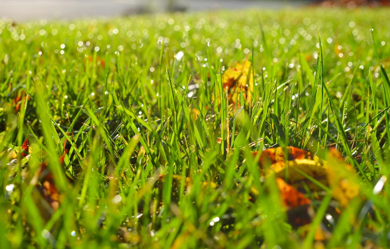 Photo wallpaper grass, drops, Rosa, foliage, blur