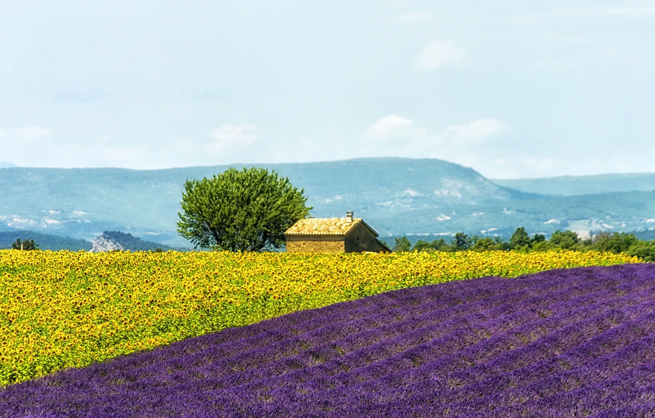 Photo wallpaper field, sunflowers, flowers, mountains, France, home, lavender, plantation