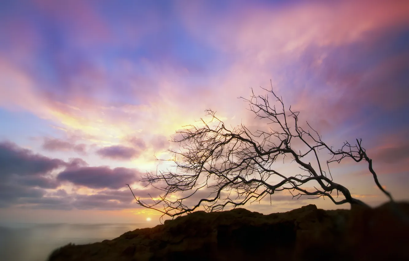 Photo wallpaper sea, the sun, clouds, sunset, rock, tree, blur, crooked