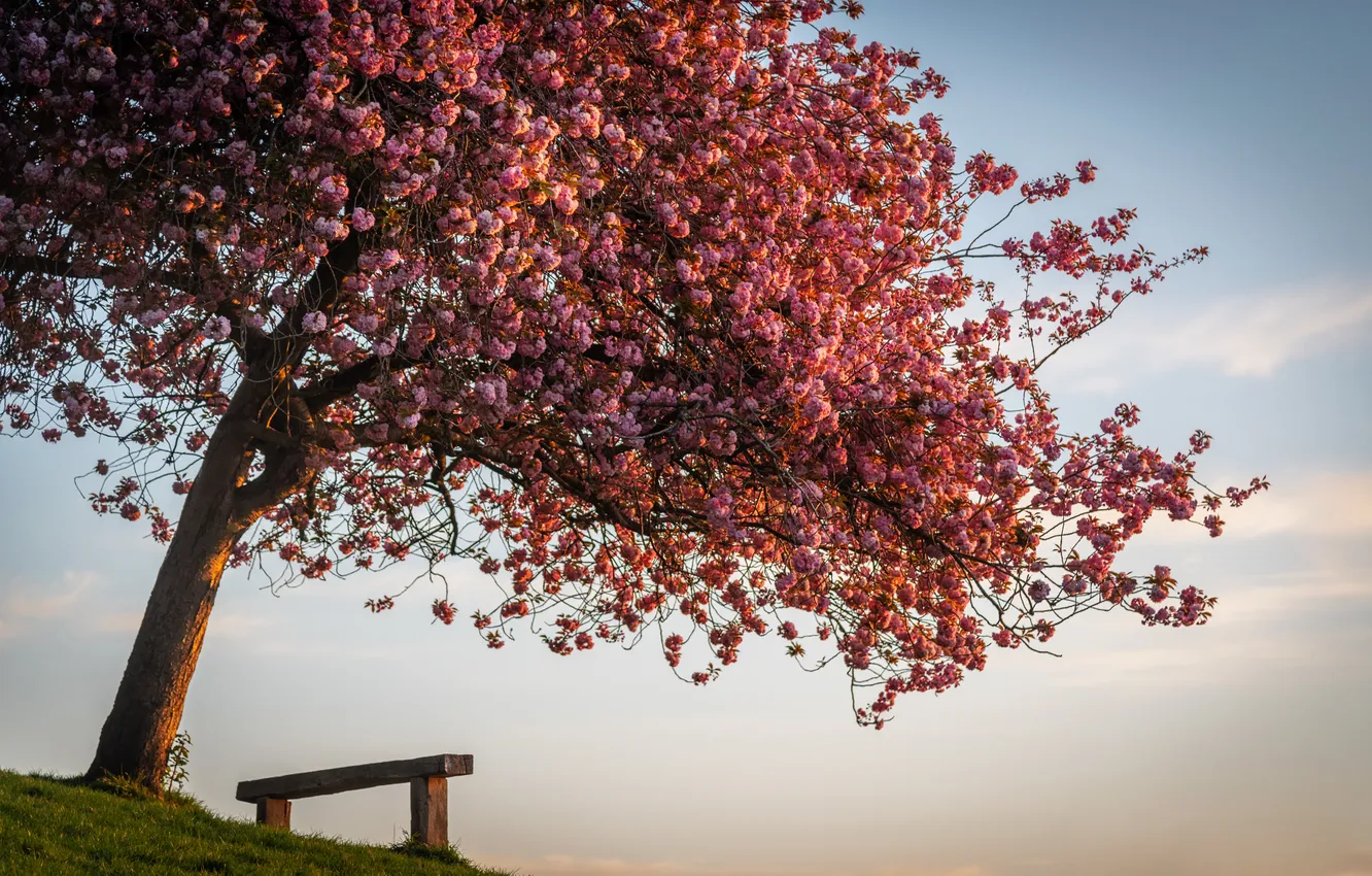 Photo wallpaper summer, trees, bench